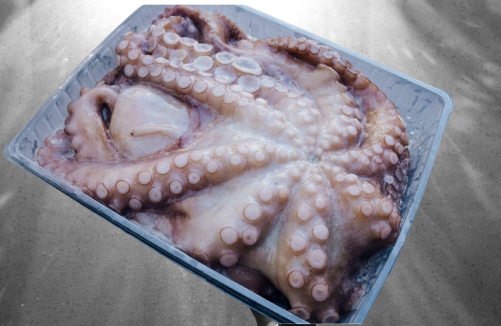 PULPO CRUDO 5/6 KILOS - Imagen 2