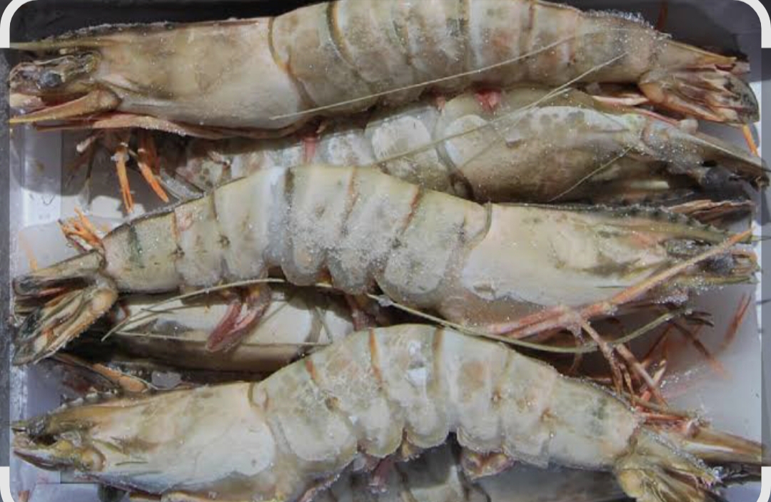 LANGOSTINO JUMBO